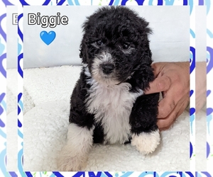 Sheepadoodle Puppy for sale in EASLEY, SC, USA