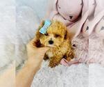 Small #6 Poodle (Toy)