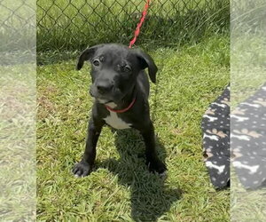 Labrador Retriever-Unknown Mix Dogs for adoption in Tarrytown, GA, USA