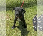 Small Labrador Retriever Mix