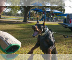 Small #17 Doberman Pinscher