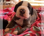Puppy Joni Great Dane