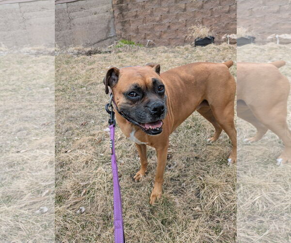 Medium Photo #3 Boxer Puppy For Sale in Woodbury, MN, USA