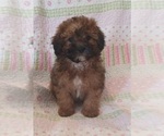Small Photo #1 Maltipoo (Toy) Puppy For Sale in BURLINGTON, MA, USA