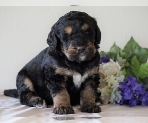 Bernedoodle Puppy for sale in FREDERICKSBG, OH, USA