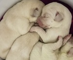 Image preview for Ad Listing. Nickname: Lange Pups