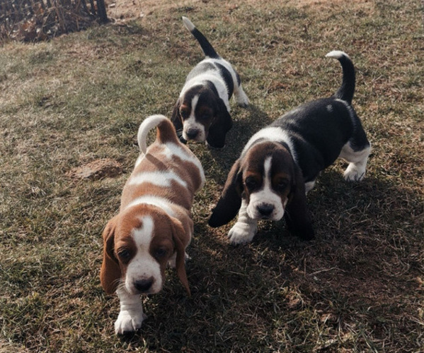 Medium Photo #20 Basset Hound Puppy For Sale in VERNON ROCKVILLE, CT, USA