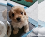 Small Photo #5 Cav-A-Malt-Cav-A-Mo Mix Puppy For Sale in FORT WASHINGTON, MD, USA