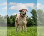 Small #1 Anatolian Shepherd