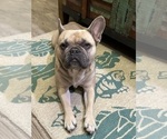 Small Photo #1 French Bulldog Puppy For Sale in ORANGE, TX, USA
