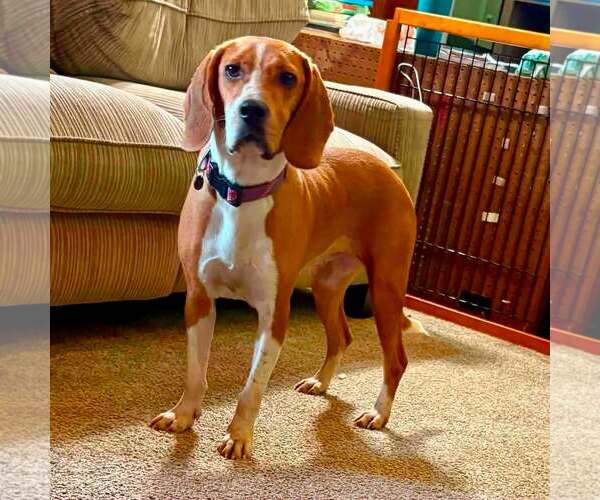 Medium Photo #1 Mutt Puppy For Sale in New Oxford , PA, USA