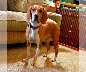 Mutt Dogs for adoption in New Oxford , PA, USA