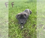 Puppy 9 Cane Corso