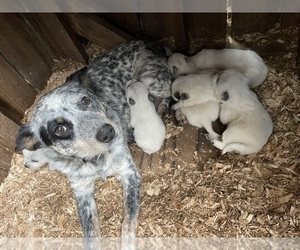 Australian Cattle Dog Puppy for sale in MORTON, WA, USA