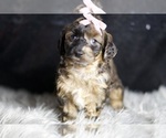 Small #2 YorkiePoo
