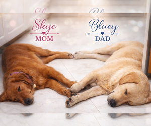 Golden Retriever Litter for sale in ORLANDO, FL, USA