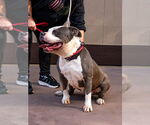 Small #1 American Staffordshire Terrier Mix