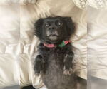 Small #1 Chiweenie