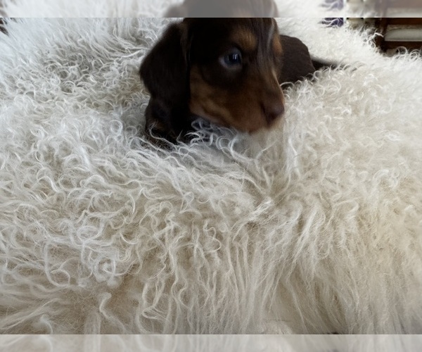 Medium Photo #12 Dachshund Puppy For Sale in COLLBRAN, CO, USA