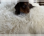 Small Photo #12 Dachshund Puppy For Sale in COLLBRAN, CO, USA