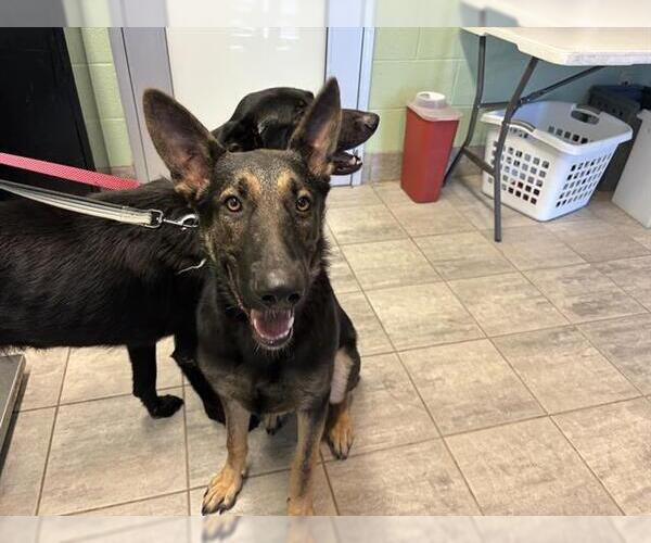 Medium Photo #1 German Shepherd Dog-Unknown Mix Puppy For Sale in Grand Prairie, TX, USA
