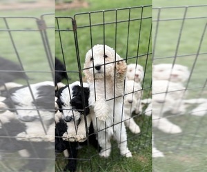Australian Labradoodle Puppy for sale in BLUEMONT, VA, USA