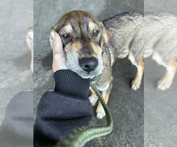 Medium Photo #2 Basset Hound-Unknown Mix Puppy For Sale in Aurora, IN, USA