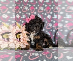 Miniature Bernedoodle Puppy for sale in OXFORD, PA, USA