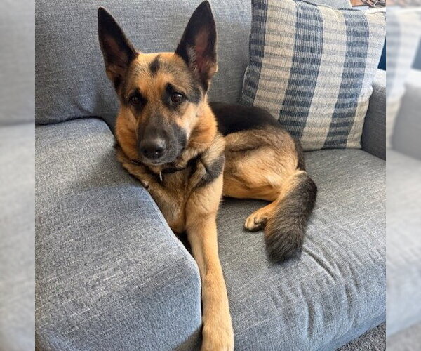 Medium Photo #3 German Shepherd Dog Puppy For Sale in Fargo, ND, USA