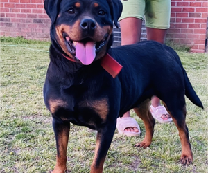 Mother of the Rottweiler puppies born on 07/06/2023