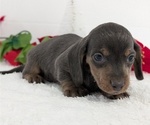 Small #7 Dachshund
