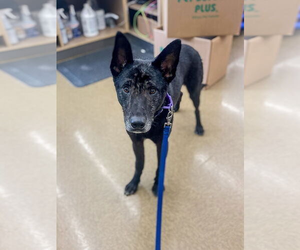 Medium Photo #7 German Shepherd Dog Puppy For Sale in Millburn, NJ, USA