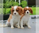 Small Photo #2 Cavalier King Charles Spaniel Puppy For Sale in EPHRATA, PA, USA
