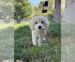 Small #2 Mutt