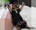 Small #7 Cavalier King Charles Spaniel
