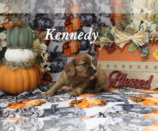 Medium Photo #6 Cavalier King Charles Spaniel Puppy For Sale in CHANUTE, KS, USA