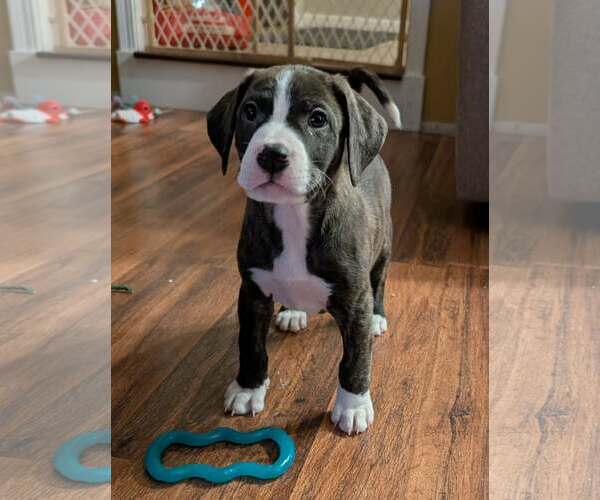 Medium Photo #2 Labrador Retriever-Unknown Mix Puppy For Sale in Plainfield, IL, USA
