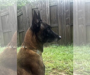 Mutt Dogs for adoption in Imlay City, MI, USA