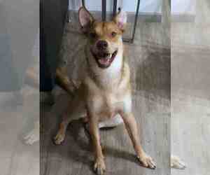 Labrador Retriever-Siberian Husky Mix Dogs for adoption in SCOTTSDALE, AZ, USA
