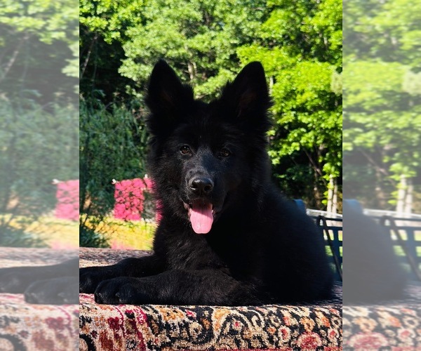 Medium Photo #1 German Shepherd Dog Puppy For Sale in GADSDEN, AL, USA