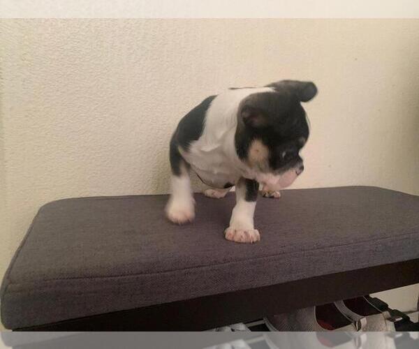 Medium Photo #9 French Bulldog Puppy For Sale in IMPERIAL BCH, CA, USA