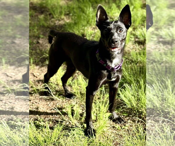 Medium Photo #17 Mutt Puppy For Sale in Boonton, NJ, USA