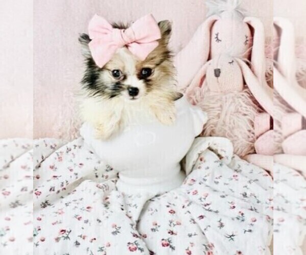 Medium Photo #11 Pomeranian Puppy For Sale in HIALEAH, FL, USA