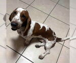 Small #3 Basset Hound