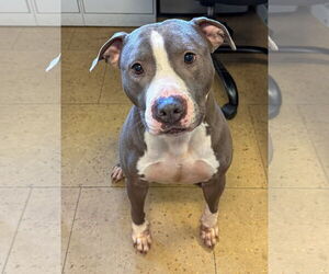American Pit Bull Terrier-American Staffordshire Terrier Mix Dogs for adoption in Lighthouse Point, FL, USA