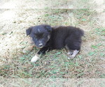 Puppy Jade Australian Shepherd