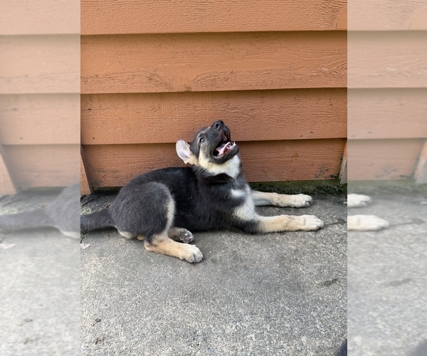 Medium Photo #1 German Shepherd Dog Puppy For Sale in COLUMBUS, GA, USA
