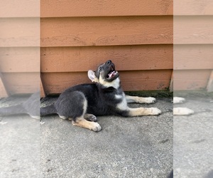 Medium German Shepherd Dog
