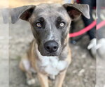 Small Photo #9 Black Mouth Cur-Labrador Retriever Mix Puppy For Sale in Canton, CT, USA
