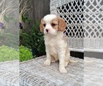 Small #1 Cavapoo (Miniature)